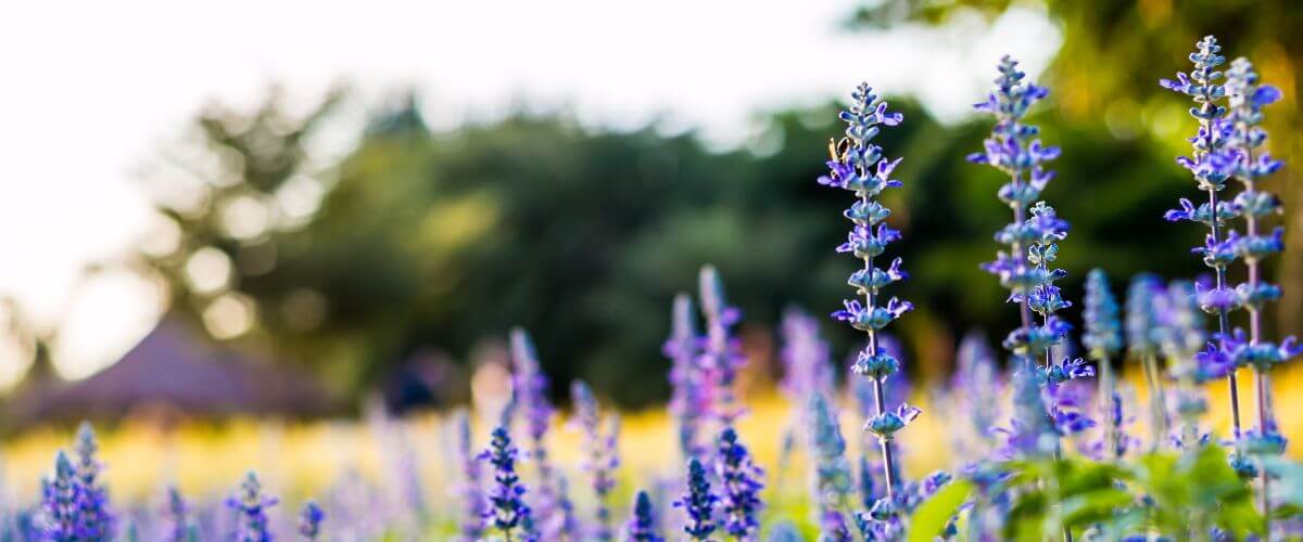 Lavender in a garden