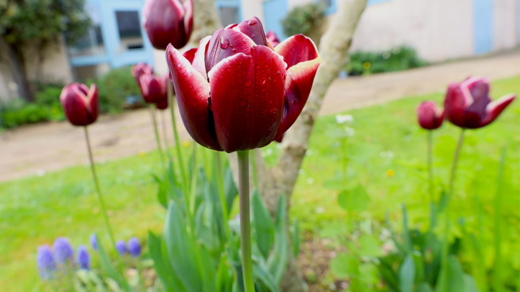 A close up photo of a flower in the Penny Brohn UK gardens.