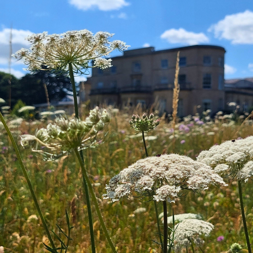 Photo of the Penny Brohn UK gardens wildflower meadow.