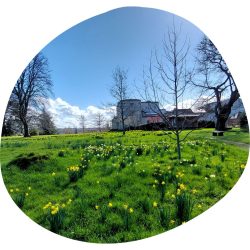 Our gardens in spring with daffodils